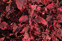Mississippi Summer Coleus (Solenostemon scutellarioides 'Mississippi Summer') at Lakeshore Garden Centres