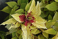 Floricolor Gold Ring Coleus (Solenostemon scutellarioides 'Gold Ring') at Lakeshore Garden Centres