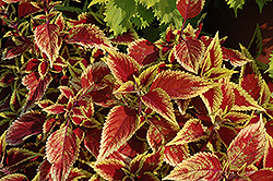 Defiance Coleus (Solenostemon scutellarioides 'Defiance') at Lakeshore Garden Centres