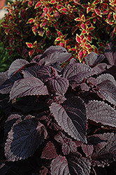 ColorBlaze Dark Star Coleus (Solenostemon scutellarioides 'Dark Star') at Lakeshore Garden Centres