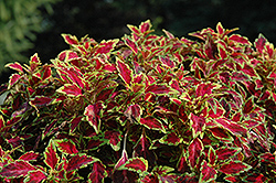 Aurora Black Cherry Coleus (Solenostemon scutellarioides 'Aurora Black Cherry') at Lakeshore Garden Centres