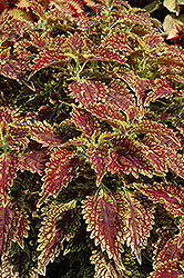 Sultana Coleus (Solenostemon scutellarioides 'Sultana') at Lakeshore Garden Centres