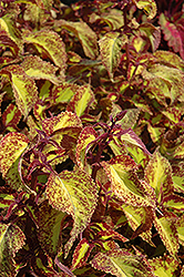 Saturn Coleus (Solenostemon scutellarioides 'Saturn') at Lakeshore Garden Centres
