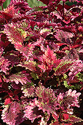 Florida Sun Rose Coleus (Solenostemon scutellarioides 'Florida Sun Rose') at Lakeshore Garden Centres