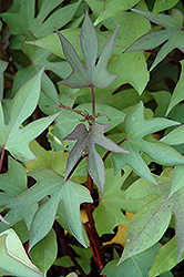 Desana Compact Red Sweet Potato Vine (Ipomoea batatas 'Desana Compact Red') at Lakeshore Garden Centres