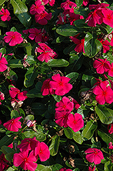 Titan Punch Vinca (Catharanthus roseus 'Titan Punch') at Lakeshore Garden Centres