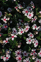 Titan Blush Vinca (Catharanthus roseus 'Titan Blush') at Lakeshore Garden Centres