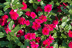 Titan Burgundy Vinca (Catharanthus roseus 'Titan Burgundy') at Lakeshore Garden Centres