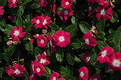 Titan Rose Halo Vinca (Catharanthus roseus 'Titan Rose Halo') at Lakeshore Garden Centres
