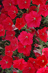 Suncatcher Red Petunia (Petunia 'Suncatcher Red') at Lakeshore Garden Centres