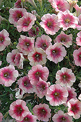 Suncatcher Vintage Rose Petunia (Petunia 'Suncatcher Vintage Rose') at Lakeshore Garden Centres