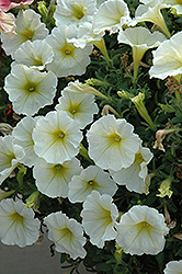 Suncatcher Yellow Petunia (Petunia 'Suncatcher Yellow') at Lakeshore Garden Centres
