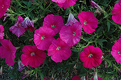 Suncatcher Hot Pink Petunia (Petunia 'Suncatcher Hot Pink') at Lakeshore Garden Centres