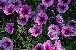 Suncatcher Plum Vein Petunia (Petunia 'Suncatcher Plum Vein') at Lakeshore Garden Centres