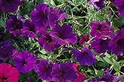 Suncatcher Midnight Blue Petunia (Petunia 'Suncatcher Midnight Blue') at Lakeshore Garden Centres