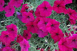 Suncatcher Burgundy Petunia (Petunia 'Suncatcher Burgundy') at Lakeshore Garden Centres