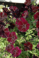 Sun Spun Velvet Petunia (Petunia 'Sun Spun Velvet') at Lakeshore Garden Centres