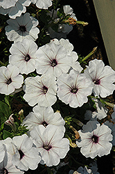 Sun Spun Silver Petunia (Petunia 'Sun Spun Silver') at Lakeshore Garden Centres