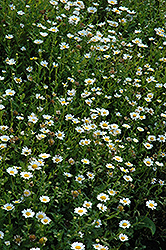 Snowland Chrysanthemum (Chrysanthemum paludosum 'Snowland') at Lakeshore Garden Centres
