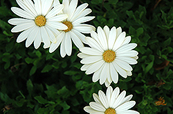 White Lightning African Daisy (Osteospermum 'White Lightning') at Lakeshore Garden Centres