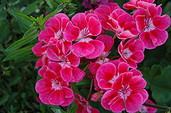 Fantasia Strawberry Sizzle Geranium (Pelargonium 'Fantasia Strawberry Sizzle') at Lakeshore Garden Centres