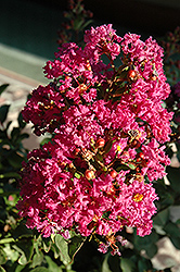Coral Magic Crapemyrtle (Lagerstroemia 'Coral Magic') at Lakeshore Garden Centres