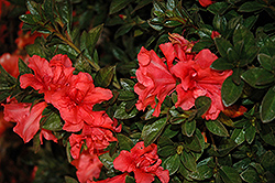 Encore Autumn Princess Azalea (Rhododendron 'Roblea') at Lakeshore Garden Centres