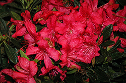 Encore Autumn Sundance Azalea (Rhododendron 'Roblef') at Lakeshore Garden Centres