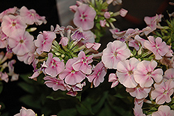 Younique Bicolor Garden Phlox (Phlox paniculata 'Younique Bicolor') at Lakeshore Garden Centres
