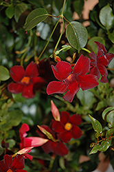 Sun Parasol Pretty Deep Red Mandevilla (Mandevilla 'Sun Parasol Pretty Deep Red') at Lakeshore Garden Centres