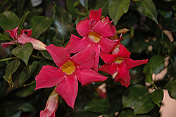 Sun Parasol Pretty Deep Pink Mandevilla (Mandevilla 'Sun Parasol Pretty Deep Pink') at Lakeshore Garden Centres