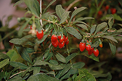 Big Lifeberry Goji Berry (Lycium barbarum 'SMNDBL') at Lakeshore Garden Centres