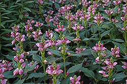 Pink Turtlehead (Chelone obliqua) at The Mustard Seed