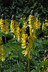 Peanut Butter Cassia (Cassia didymobotrya) at Lakeshore Garden Centres