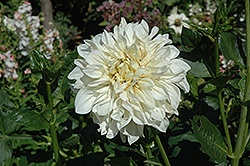 Fleurel Dahlia (Dahlia 'Fleurel') at Lakeshore Garden Centres