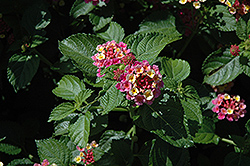 Patriot Classic Passion Lantana (Lantana camara 'Patriot Classic Passion') at Lakeshore Garden Centres