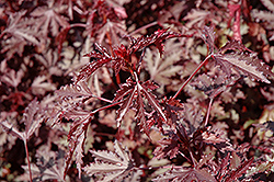 Haight Ashbury Hibiscus (Hibiscus acetosella 'Haight Ashbury') at Lakeshore Garden Centres