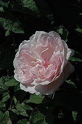 Sharifa Asma Rose (Rosa 'Ausreef') at Lakeshore Garden Centres