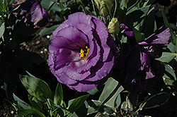 Malibu Blue Rim Lisianthus (Eustoma grandiflorum 'Malibu Blue Rim') at Lakeshore Garden Centres