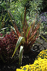 Sundowner New Zealand Flax (Phormium 'Sundowner') at Lakeshore Garden Centres