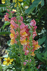 Rocket Bronze Snapdragon (Antirrhinum majus 'Rocket Bronze') at Lakeshore Garden Centres