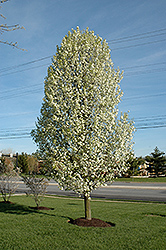 New Bradford Ornamental Pear (Pyrus calleryana 'New Bradford') at Lakeshore Garden Centres