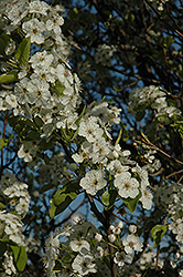 New Bradford Ornamental Pear (Pyrus calleryana 'New Bradford') at Lakeshore Garden Centres
