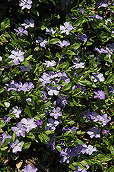 Common Periwinkle (Vinca minor) at The Mustard Seed