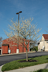 White Redbud (Cercis canadensis 'Alba') at Lakeshore Garden Centres