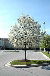 Jack Ornamental Pear (Pyrus calleryana 'Jaczam') at Lakeshore Garden Centres