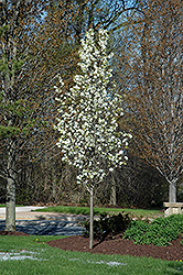 Capital Ornamental Pear (Pyrus calleryana 'Capital') at Lakeshore Garden Centres