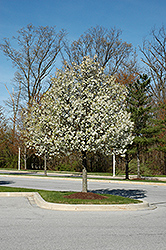 Aristocrat Ornamental Pear (Pyrus calleryana 'Aristocrat') at Lakeshore Garden Centres