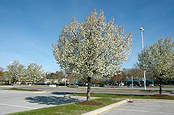 Autumn Blaze Ornamental Pear (Pyrus calleryana 'Autumn Blaze') at Lakeshore Garden Centres