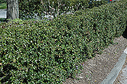 Dragon Lady Holly (Ilex x aquipernyi 'Meschick') at Lakeshore Garden Centres